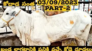 Best quality Ongole bulls || Racing bulls || కోడె దూడలు || బండ లాగుడు దూడలు || 03/09/2023 Part-2