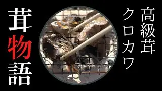 高級茸クロカワを食べてみた！【茸とり物語 #6】きのこ採り名人への道