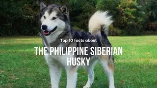 10 FACTS ABOUT THE PHILIPPINE SIBERIAN HUSKY