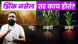 गहू, मका, ज्वारीत झिंक नसेल तर काय होतं? I  Zinc Deficiency Symptoms & Solution I AgroStar