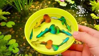 Catch fish in colorful eggs in the vegetable garden#fishing #fish
