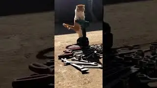 @gunner_ralls: Watch this adorable kitten play with a toy #catlover #kitty #pets