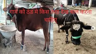गाय को ठंड मे किस तरह देख bhal करना चाहिय। ak dairy faram l
