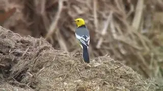 キガシラセキレイ（1）与那国（沖縄） - Citrine wagtail - Wild Bird - 野鳥 動画図鑑