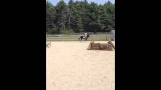 Rosie - love me love me not - small pony hunter for sale