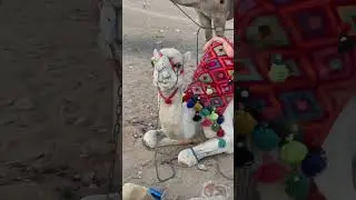 Hilarious chewing camel in Egypt #funny  #entertainment  #enjoy  #camel #egypt #chewing #humor