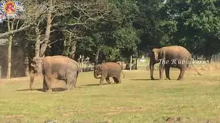 Elephant Throwing Sand On Himself With His Trunk