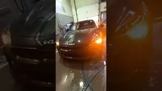 El &uacute;ltimo de su generaci&oacute;n y son muy bellos 