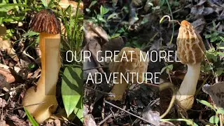 Our Great Morel Adventure