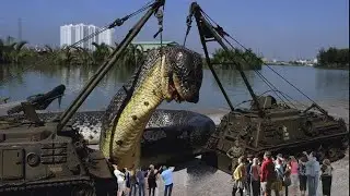 Top 5 Biggest Snakes In The World