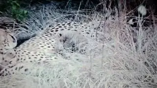 First Cheetah Cubs born in India at seven weeks