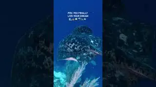 You finally live your dream to visit Tubbataha Reefs