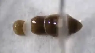 Regeneration process of Planaria 😍