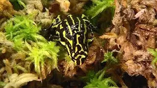Saving the Australian corroborree frog