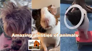 Favorite Friends / Amazing abilities of animals