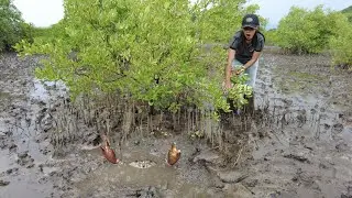 Catching Big Mud Crabs in the Swamp After Water Low Tide | Amazing Swamp Hunt