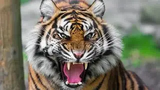 Jalandhar Punjab Tiger 🐯 Attacks On Village Live Video