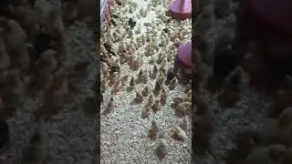 Pui rasa mixta la Microferma Ghita Vasile Slatioara, Valcea februarie 2020 Part 2