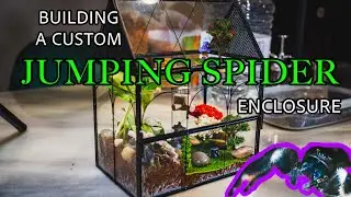 🕷️ Custom Jumping Spider Enclosure | Epic Terrarium Build & Setup!