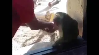 Обманул обезьяну🙈