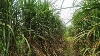 CO15023 sugarcane variety