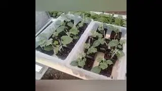 Рассаду выставляем в теплицу, несмотря на холода...