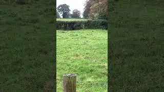 Grey Squirrel Searching For Food In The Grass #squirrel #animals #friday