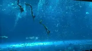 Mermaid show in phu quoc  vietnam