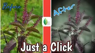 Snapseed photo editing|nuture Photo Editing| nutural photography