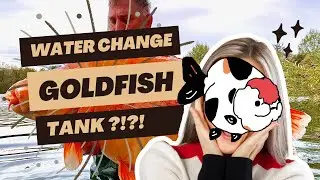 Seachem Safe Goldfish Water Change!