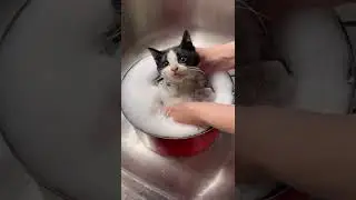 heidiwranglescats @heidiwranglescats - Bath time with Julio #shorts #shorts