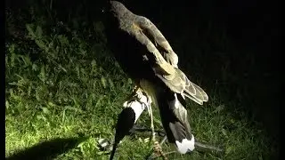 Falconry: How to retrieve a bird at night