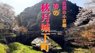 「筑前の小京都」春の秋月城下町をご案内します。