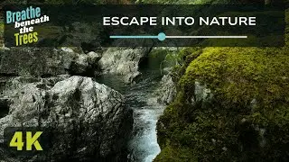 1 Hour of Relaxing River and Forest Sounds | A Peaceful Nature Escape