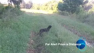 Proximity Alert Cert Level 1