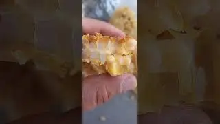 natural varroa mite control in  beekeeping