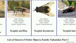 List of Insects of Order Diptera Family Tabanidae Part 2 tabanus hybomitra scaptia montana lata