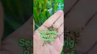 Seed Saving Series: Broad Leaf Plantain #seedsaving #Plantain #broadleafplantain
