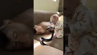 🐍🤯 Baby Monkey Uses Cobra Prank to Wake Up Mom 🐒 #funny #monkey #shorts #funnyanimalshorts