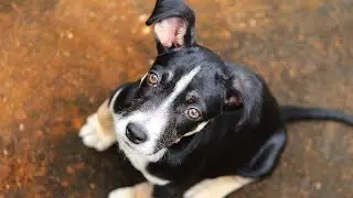 FUNNIEST Animals on the Loose! No.28 Caught in the Act