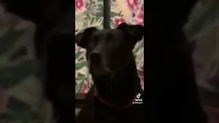 A trained dogs patience she gets dehydrated quickly if left alone cute puppies love animals cheesey