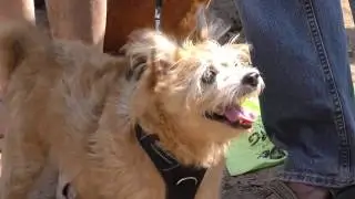 One Brooklyn-- Kensington Dog Run Groundbreaking