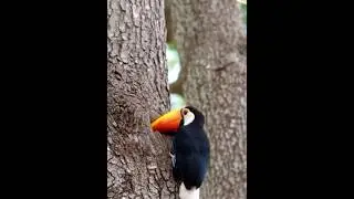 Toco toucan Bird Home😍 #birds #creativebirds #birdsounds #naturecreation #animals #animalcreatives