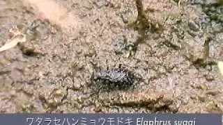 Elaphrus sugai