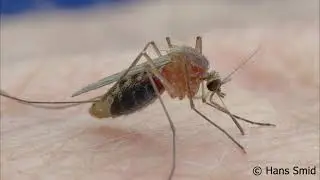 Culex pipiens female house mosquito bloodfeeding on my hand