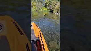 Running THIS Shallow 😳 | FluxJet Jet Drive Demo