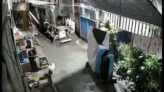 Dog Senses Earthquake and Warns Family in Cebu, Philippines - 1761493