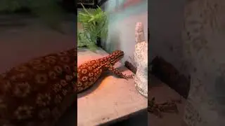 Red Ackie monitor