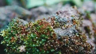 Aesthetic Macro: Tiny Tropical Worlds in 120 FPS Slow Motion (Ethereal Sounds)