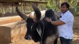 achcha kankrej bull super quality ki Congress gay aur bul
